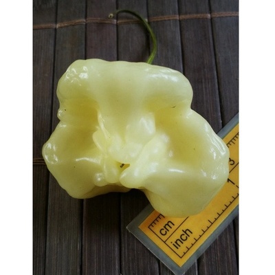 Aji White Fantasy 20-b2-11-1 (chilli semena) 1 ks