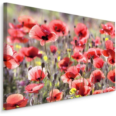 Plátno Vlčí Máky Na Slunci IV. Varianta: 70x50