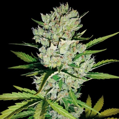 White Label Super Skunk Automatic semienka neobsahujú THC 3 ks