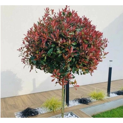 Červienka fraserová Carre Rouge na 80-90 cm kmienku, výška 130-150 cm, kvetináč 15 l