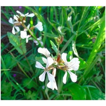 Rukola siata Viktoria - semená Rukoly - Eruca vesicaria - 0,5 gr