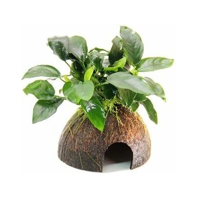 Dennerle Anubias nana na kokosu 9 x 9 x 12 cm