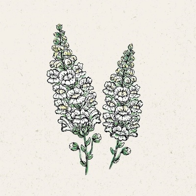 Jora Dahl Papuľka väčšia "Royal Bride" Antirrhinum majus 1 bal.