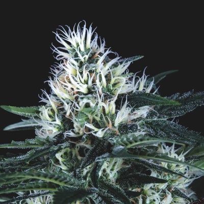 Pyramid Seeds Wembley Fast semienka neobsahujú THC 3 ks