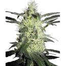 Sensi Seeds Silver Haze semena neobsahují THC 3 ks