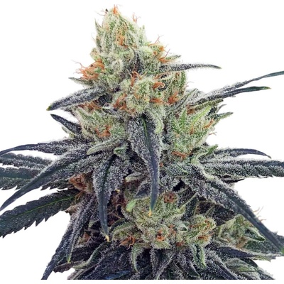 Ace Seeds CBD #1 semena neobsahují THC 5 ks