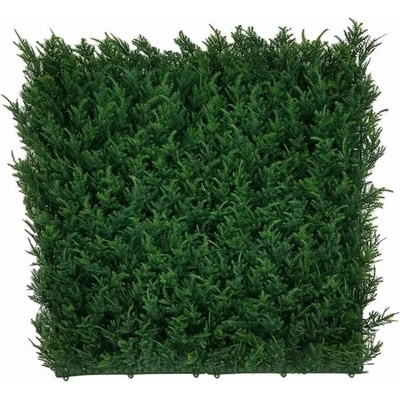 THUJA JAPONICA, dielec 50 x 50 cm