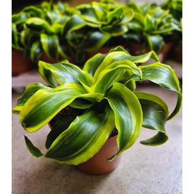 DRACAENA TORNADO 12/19cm