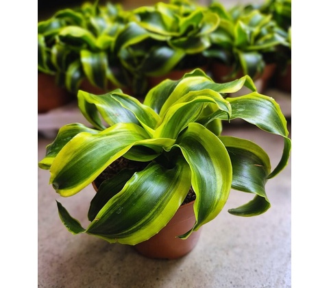 DRACAENA TORNADO 12/19cm