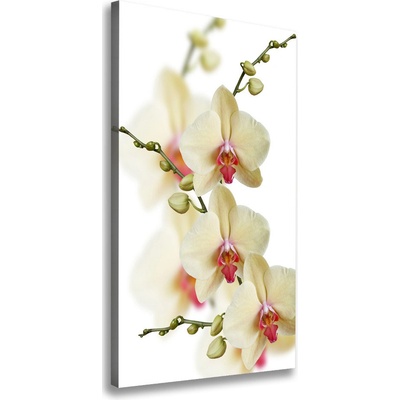 Vertikálny foto obraz na plátne do obývačky Orchidea 50x100 cm