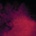 Never Sol: Under Quiet LTD 2 LP