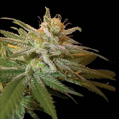 DNA Genetics Kushberry semena neobsahují THC 10 ks