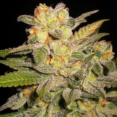 G13 Labs Seeds AUTO NL semena neobsahují THC 5 ks