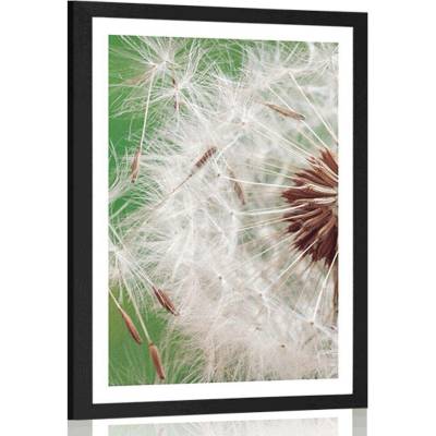 Plakát s paspartou semínka pampelišky - 60x90 no frame
