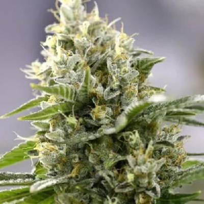 PowerStrains Banana Punch semenana neobsahují THC 5 ks