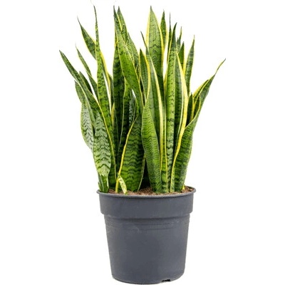 Sansevieria laurentii Tuft Pots. 31 cm v.110 cm