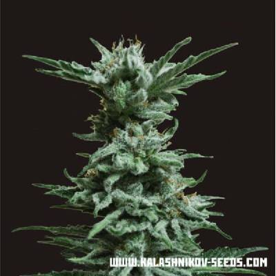 Kalashnikov Seeds AK Skunk semena neobsahují THC 10 ks