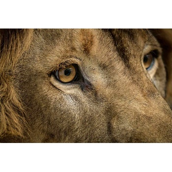 DIMEX ART s. r. o Флизелинов фототапет лъв лице 375 x 250 см