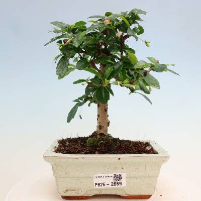 e-bonsai Pokojová bonsai - Carmona macrophylla - Čaj fuki