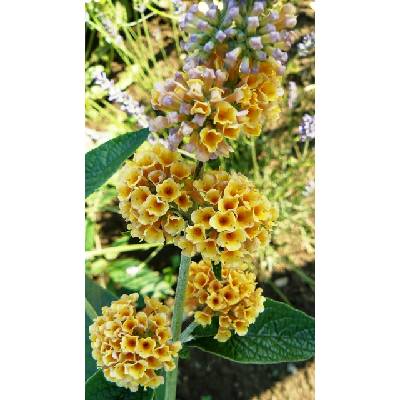 Komule Davidova Zluta (Komule Davidova, Davidova žlutá, Komule Davidova žlutá, spodní straně, Buddleja davidii) Komule Davidova Zluta