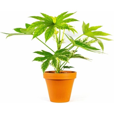 Gardners Fatsia Japonica variegata, průměr 17 cm Arálie, prodara japonská