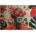 Educa - Puzzle Guardian of the Tropics - 1 000 piese