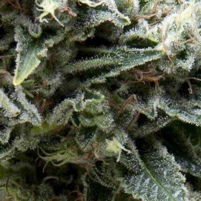 Pyramid Seeds AUTO Northern Lights CBD semena neobsahují THC 5 ks