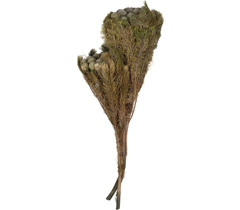 Brunia Albiflora