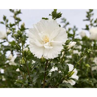 Ibištek sýrsky (Hibiscus syriacus) ´WHITE CHIFON´- výška 150-170 cm, kont. C5L - NA KMIENKU