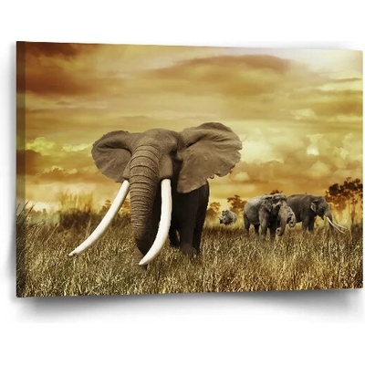 Sablio Obraz Slon Africký - 90x60 cm