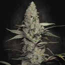 Paradise Seeds Wappa semena neobsahují THC 5 ks