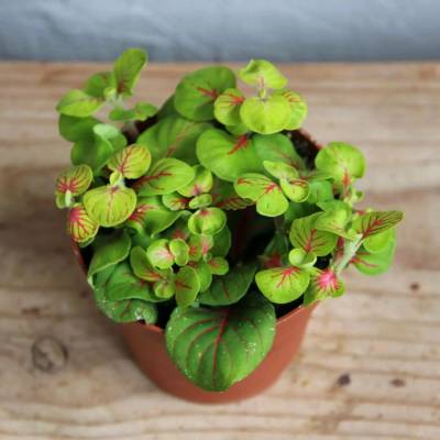 Fittonia Bubble neon baby