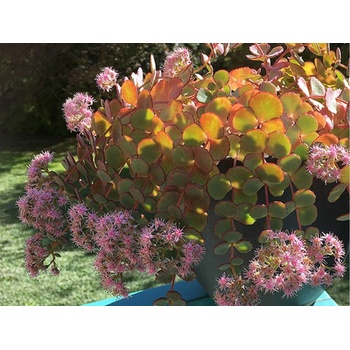 Rozchodník sieboldov - Sedum sieboldii, kont. 0,5 l