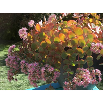 Rozchodník sieboldov - Sedum sieboldii, kont. 0,5 l