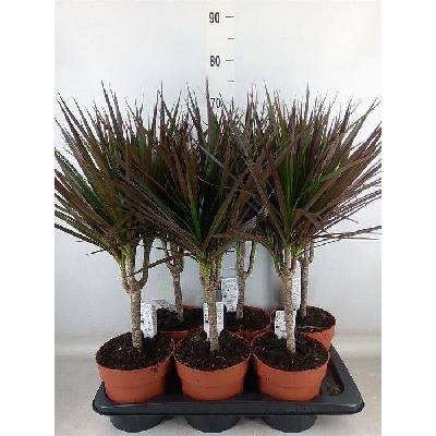 S Dracena marginata 45-55cm/6 mix druhů NL, živá rostlina