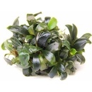 Bucephalandra spec. Serimbu Brown