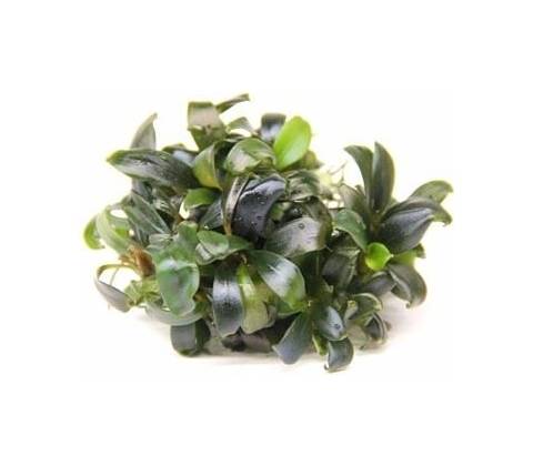 Bucephalandra spec. Serimbu Brown