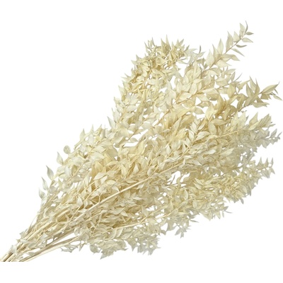 Stabilizované listy Ruscus 150g - bielené