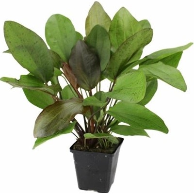 Echinodorus Beauty Red