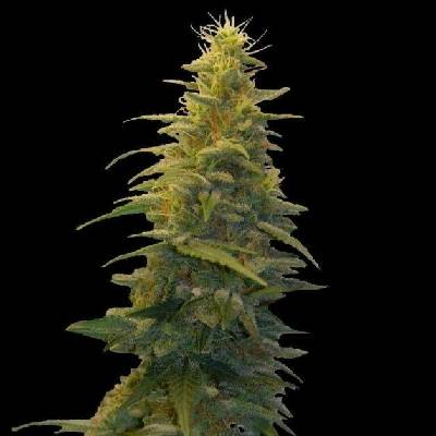 G13 Labs Seeds Blueberry Gum #2 semena neobsahují THC 5 ks