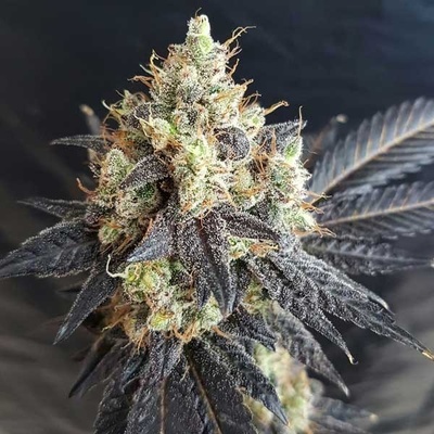 Freedom Of Seeds Mighty Grape regular semena neobsahují THC 5 ks