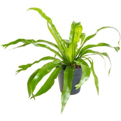 Sleziník, Asplenium antiquum, průměr květináče 12 cm