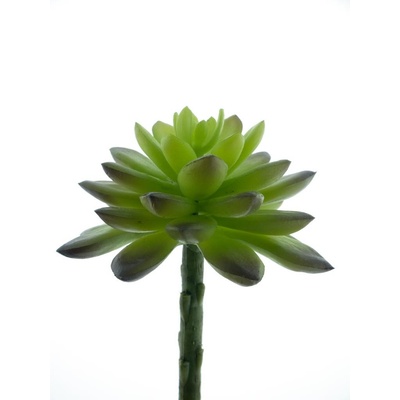 Echevérie - Dužnatka zelená V13 cm