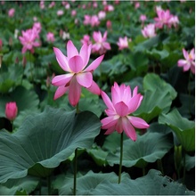 Lotos indický růžový - Nelumbo nucifera - semena - 2 ks