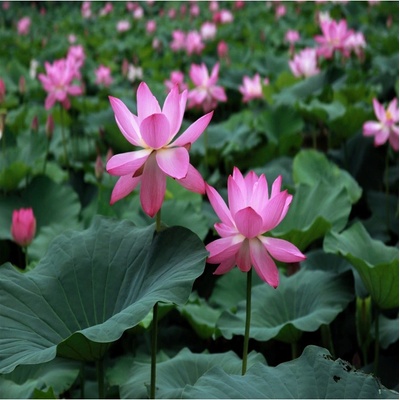 Lotos indický růžový - Nelumbo nucifera - semena - 2 ks – Zboží Dáma