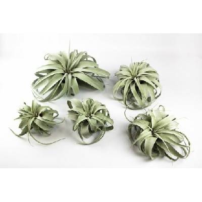 Tillandsia xerographica Malá