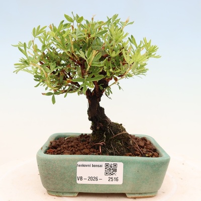 e-bonsai Venkovní bonsai-Mochna křovitá - potentila fruticosa