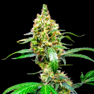 B-S-B Genetics Mandarine Dream XL Auto semienka neobsahujú THC 10 ks