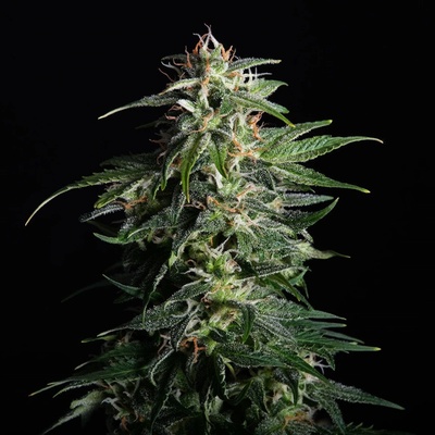 Kannabia Seeds Swiss Dream AUTO CBD semena neobsahují THC 1 ks