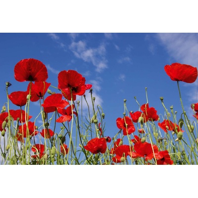 DIMEX ART Флизелинов фототапет червени макове 375 x 250 см